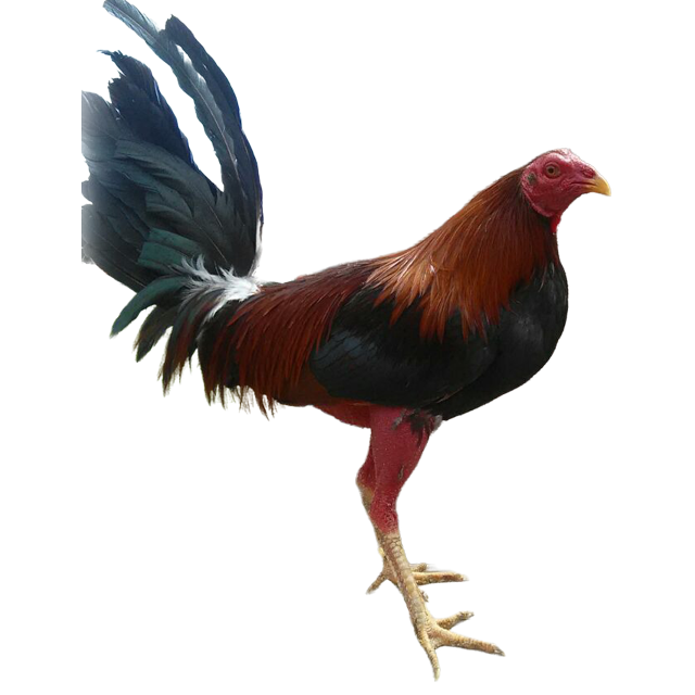 CJ