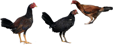 POLLOS