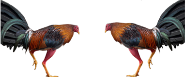 cuidados